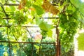 bunch of grapes in vineyard on backyard in village Royalty Free Stock Photo