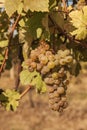 Bunch of grapes in vineyard in sunny weather