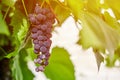 Bunch of grapes on vineyard. Table red grape with green vine leaves at sunny september day. Autumn harvest of grapes for making Royalty Free Stock Photo