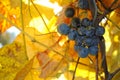 A bunch of grapes among yellow grape leaves