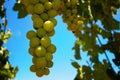 Bunches of Grapes Royalty Free Stock Photo