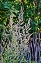 Bunch grass Calamagrostis arundinacea in the forest