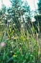 Bunch of grass close up