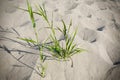 A bunch of grass dunes on the beach, a close-up