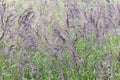 Festuca rubra