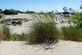 A bunch of grass on sand dunes on a sunny summer day. sand dunes and grass. The sea grass sways in the breeze. Royalty Free Stock Photo