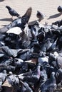 Bunch of gray doves on sidewalk in city Royalty Free Stock Photo