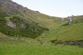 Bunch of grazing lambs in mountains. Rural scenery.