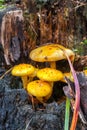 A bunch of grebes with yellow hats on a stump close-up.