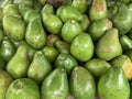 bunch of green avocados Royalty Free Stock Photo