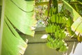 A bunch of green banana in the backyard. Royalty Free Stock Photo