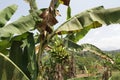 Bunch of green banana. Banana tree with bunch of growing ripe green bananas. Banana trees around the village. Banana Plantation. Royalty Free Stock Photo