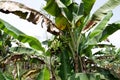 Bunch of green banana. Banana tree with bunch of growing ripe green bananas. Banana trees around the village. Plantation rain Royalty Free Stock Photo