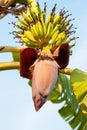A bunch of green bananas with banana blossom on banana tree. Royalty Free Stock Photo