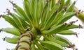 Bunch of green bananas on the banana tree. close up. view from low point Royalty Free Stock Photo