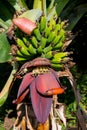 Bunch of green bananas and big banana flower Royalty Free Stock Photo