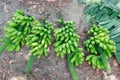 Bunch Green bananas, Garden fresh