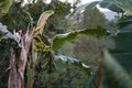 Bunch of green bananas in the garden hanging in the tree.Agriculture Plantation Royalty Free Stock Photo