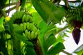 Bunch of green bananas in the garden. Pisang Awak or Namwa bananas and banana blossom in Thailand. Agricultural plantation