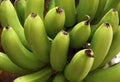 Bunch of green bananas growing in a tropical garden as a background.Unripe banana close up. Royalty Free Stock Photo
