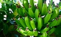 Bunch of green bananas growing in a tropical garden of Tenerife,Canary Islands,Spain.Unripe banana close up.