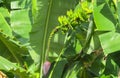 Bunch of green bananas growing in tropics Royalty Free Stock Photo