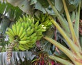 Bunch of green bananas growing in tropics Royalty Free Stock Photo