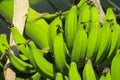 Bunch of green bananas growing in tropics Royalty Free Stock Photo