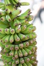 Bunch of green bananas hanging from a palmtree Royalty Free Stock Photo