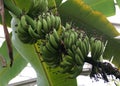 Bunch of green bananas hanging on the tree Royalty Free Stock Photo