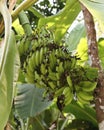Bunch of green bananas hanging on a tree Royalty Free Stock Photo