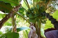 A bunch of green bananas hanging from a tree Royalty Free Stock Photo