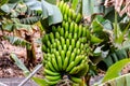 A bunch of green bananas hanging from a tree Royalty Free Stock Photo