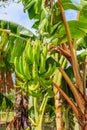 A bunch of green bananas hanging from a tree Royalty Free Stock Photo