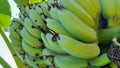 A bunch of green bananas have a lot of fruit, taking close-up shots.