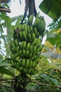 A bunch of green bananas ripens on a palm tree in a tropical garden on Bali Island. Organic Banana Plantation on Bali. Palm tree Royalty Free Stock Photo