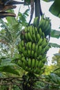 A bunch of green bananas ripens on a palm tree in a tropical garden on Bali Island. Organic Banana Plantation on Bali. Palm tree Royalty Free Stock Photo