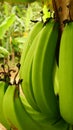 unripe banana on the tree Royalty Free Stock Photo