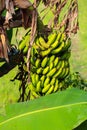 A bunch of green bananas that are about to ripen in a fresh green color, banana tree background Royalty Free Stock Photo