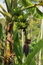 Bunch of green bananas on the tree in the garden. Beautiful banana flower, blossom helps to nourish the blood. The teardrop-shaped Royalty Free Stock Photo