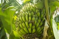 A bunch of green bananas on a tree in Greece