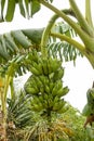 Bunch of Green bananas. View of beautiful bananas in the garden in the morning on the banana tree