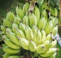 A bunch of Green bannana on the tree