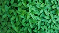 Bunch of green basil leaves everywhere Royalty Free Stock Photo