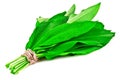 Bunch of green bear onion or wild garlic on white Royalty Free Stock Photo