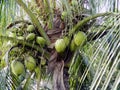 A bunch of green coconuts beautify a coconut tree in our garden in Burdwan, West Bengal, India.