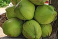 Bunch of green coconuts, Boracay Island, Philippines