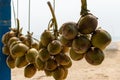 A bunch of green coconuts hanging at the seller`s display ready to sell at Tajpur sea beach, in West Bengal, India Royalty Free Stock Photo