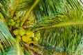 Bunch of green coconuts in palm tree