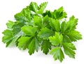 Bunch of green coriander Royalty Free Stock Photo